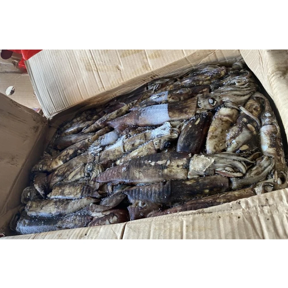 Frozen Indian Squid Wholesale Frozen Squide Freezing Squid - Buy