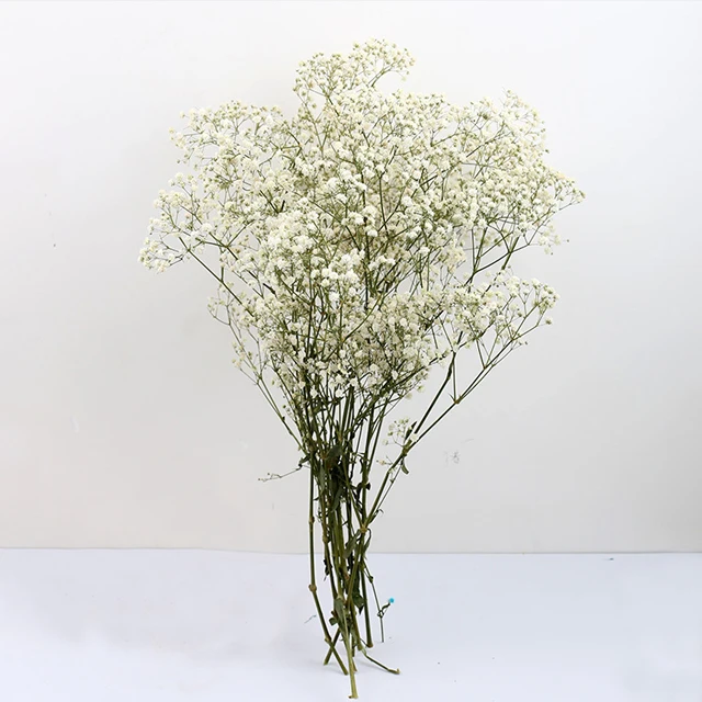 Ins Popular Plant Preserved Diy Small Dried Gypsophila Flower Dream ...