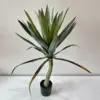 Nouvel agave à feuilles épaisses - 65cm