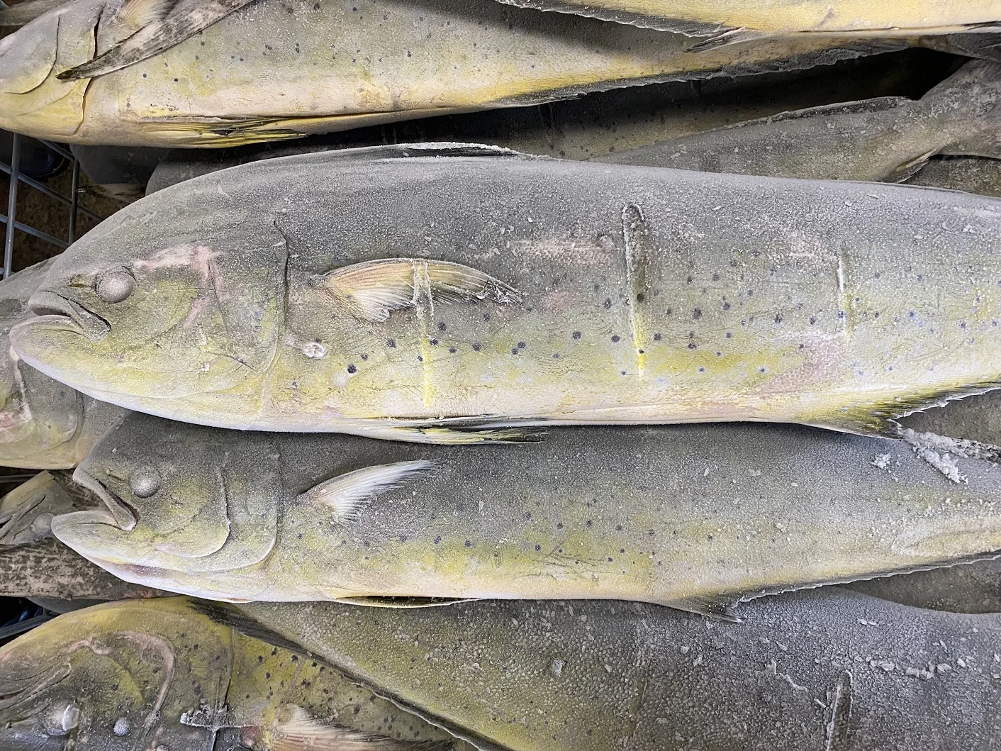 Japanese Bulk Fresh Seafood Frozen Pacific Herring Fish Mackerel Buy