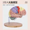 Doublez le volume du cerveau (avec marquages ​​numériques)