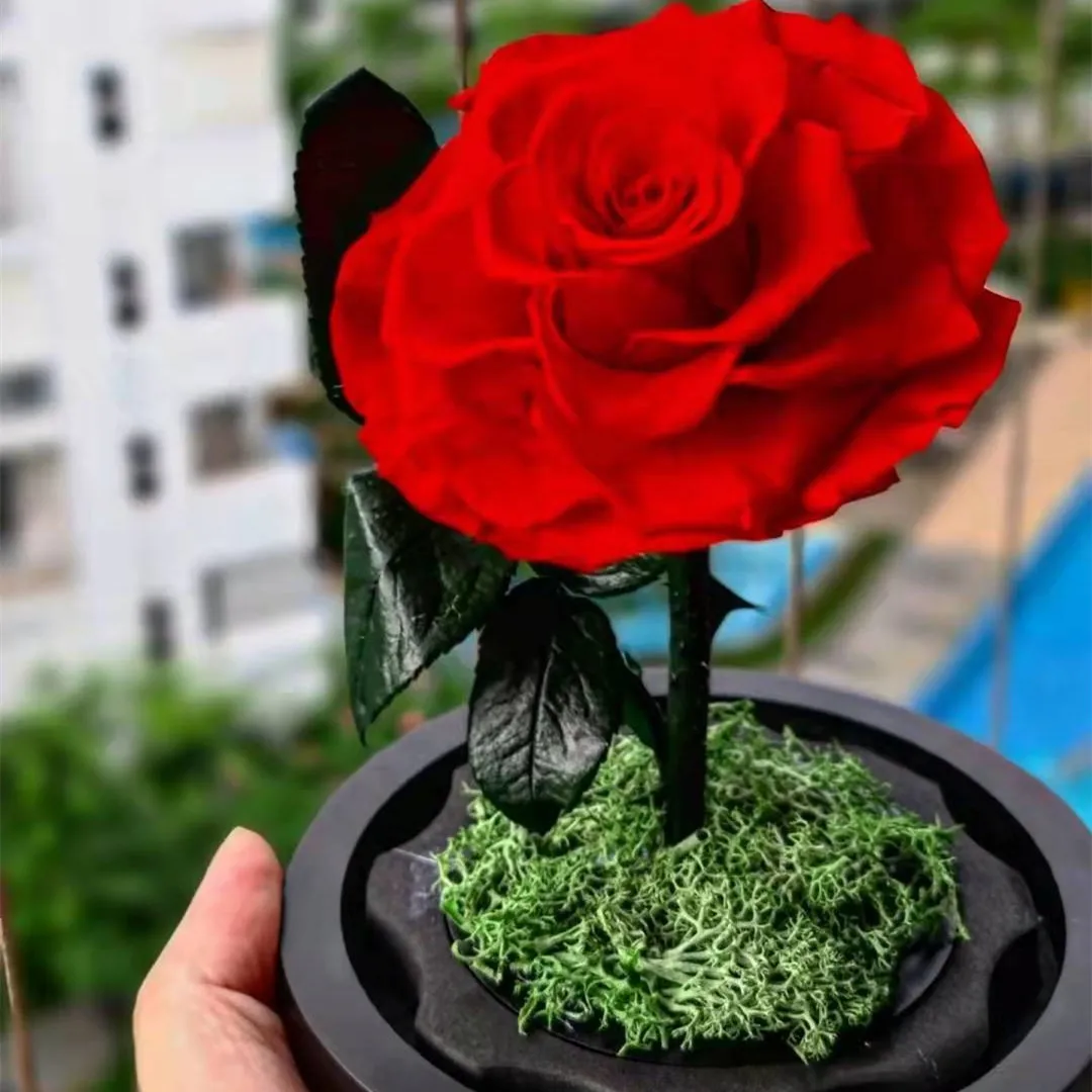 真正的装饰花新鲜的真正的触摸保存永恒的花迷你王子在玻璃圆顶情人节礼物 Buy 保存上升玻璃礼盒 保存玫瑰圆顶 保存玫瑰圆顶