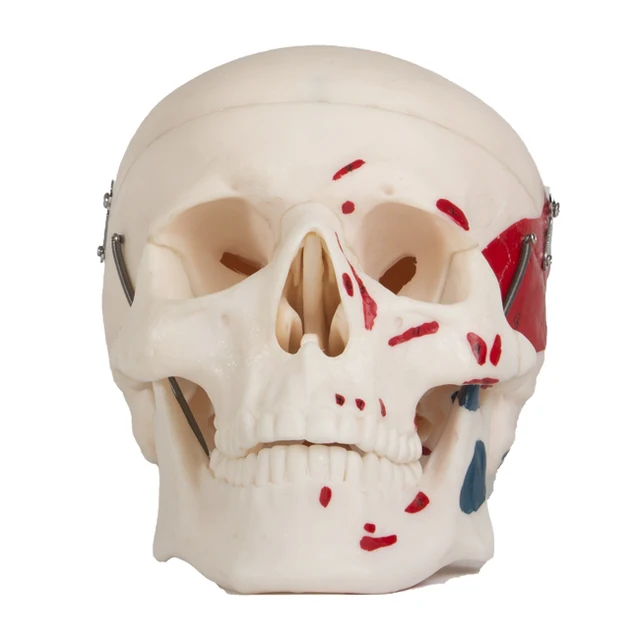 Medical Science Anatomical  Human Skull Model with Painted Muscles