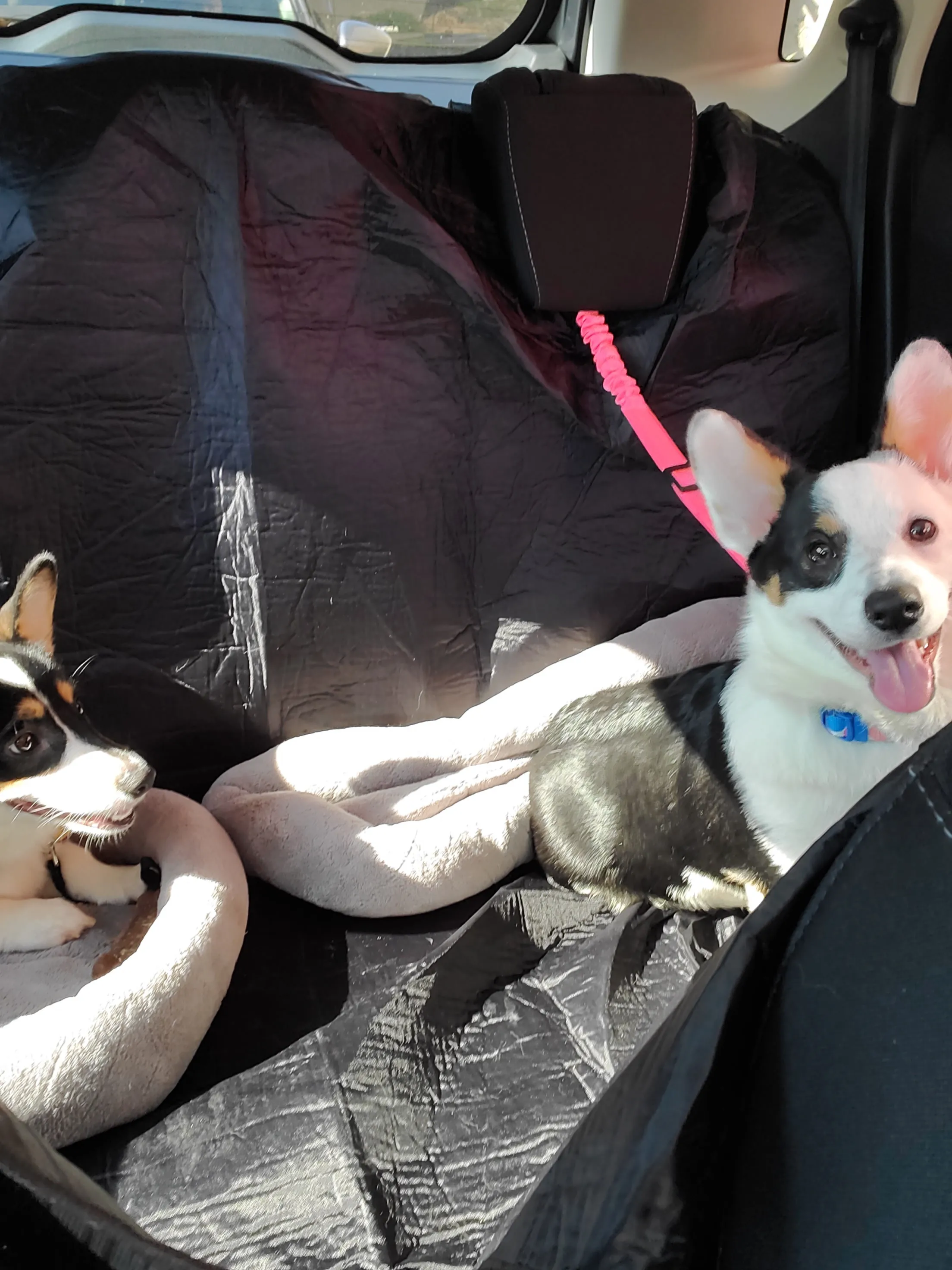 Customized Adjustable Pet Dog Seat Belt Reflective Dog Car Retractable Elastic Reflective Belt