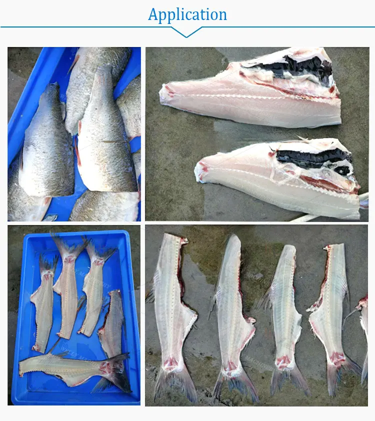 Commercial New Medium Mini Tuna Anchovy Pink Salmon Grouper Whiting