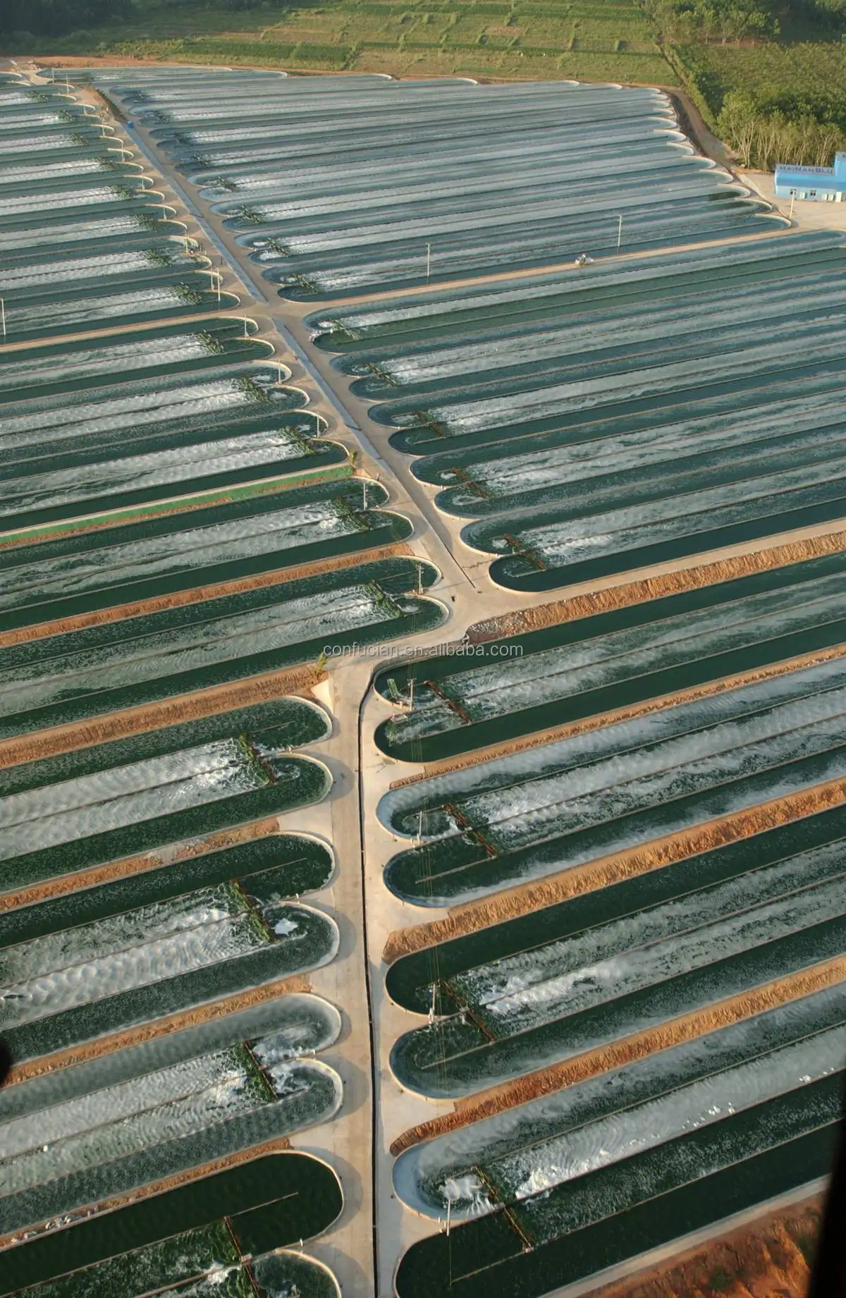 algae plant base-2.JPG