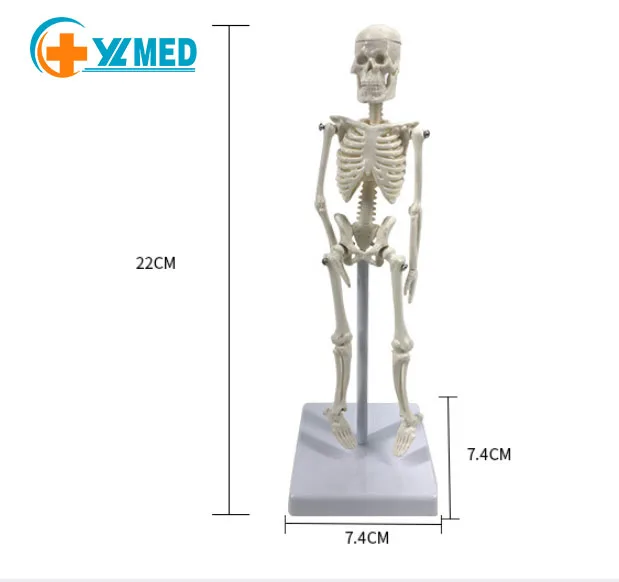 Figura Articulada De Esqueleto De 13 Cm – Modelo Anatómico Flexible, Decoración Halloween Y Material Educativo