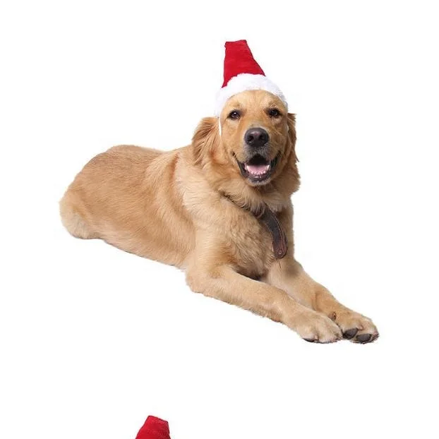 small dog santa hat