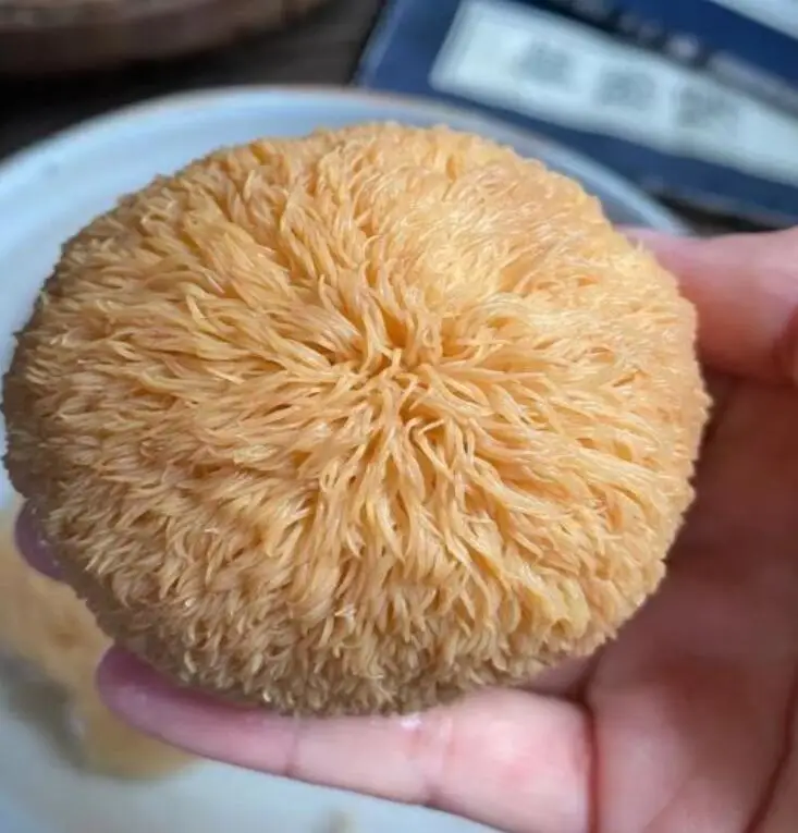 Human Consume Supplement Raw Bearded Hedgehog Mushroom for Sale