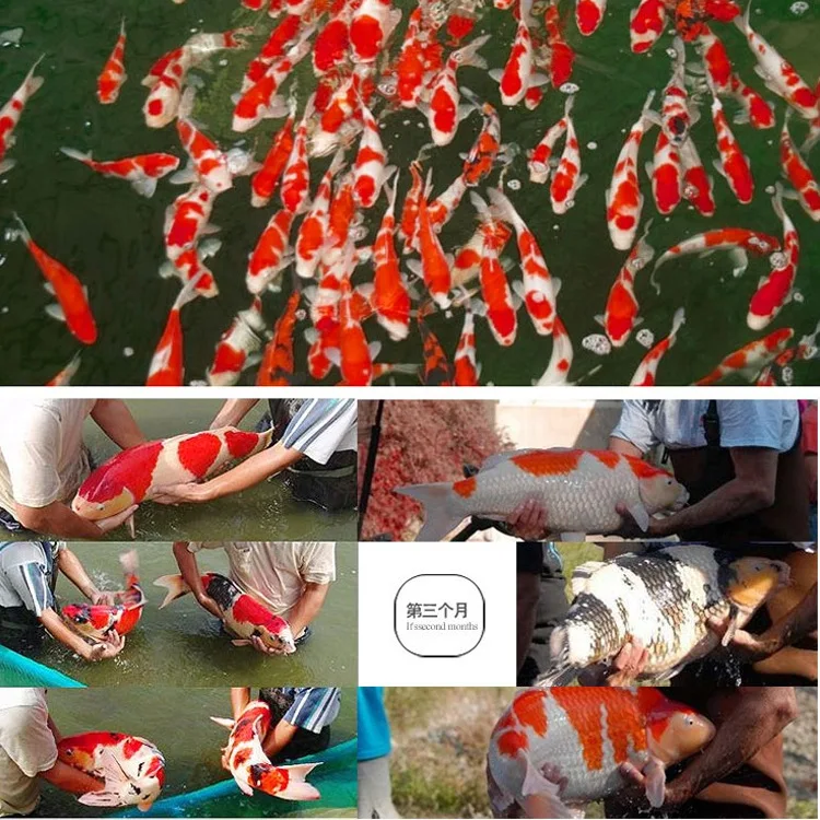 Fish Food Factory Wholesale Kio Food Nutritional Aquarium Fish Tank Feed Fish Pet Food Buy