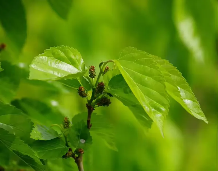 Best Price Water Soluble Sodium Copper Chlorophyllin Powder Chlorophyll Powder