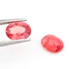 paparacha de laboratorio