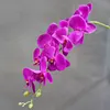 Fucsia Viola