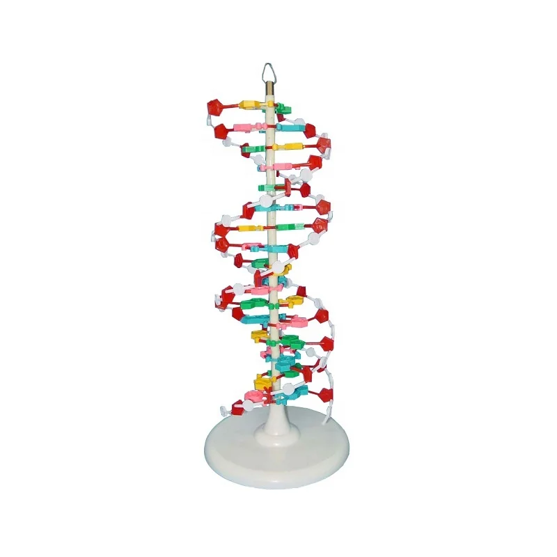 Biology Model Dna Structure