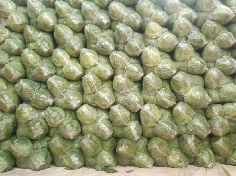Китайская заводская цена, поставка свежей китайской капусты
