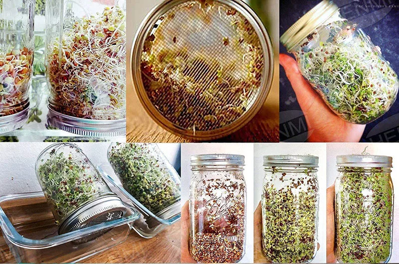 Wholesale Household 16oz 32oz 500ml 1000ml Wide Mouth Seed Sprouter Glass Mason Jar with Germination Lid Glass Jar Tray Set