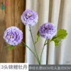 3-headed koi, Mudan HZGY, purple