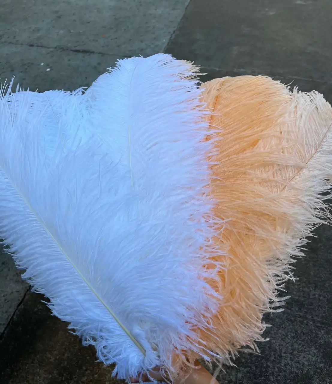 Большое белое перо страусиного дерева для