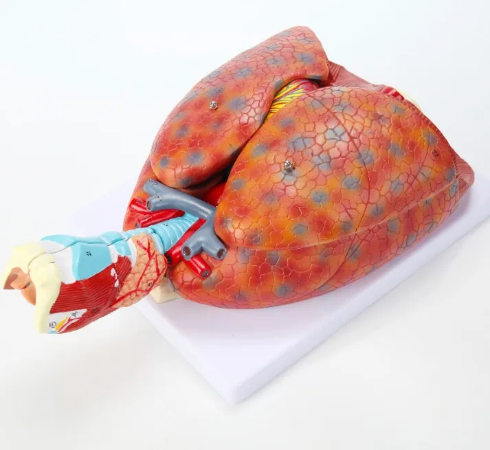 Горячая Распродажа 3D ларинкс сердце и легкие модель 7 частей анатомическая пищеварительная система для демонстрации медицинского обучения