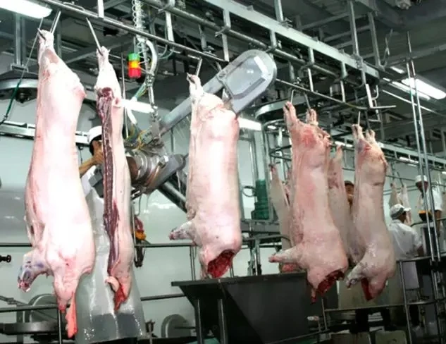 Advanced slaughtering technology in humane pig slaughterhouses