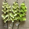 Verde chiaro145 cm