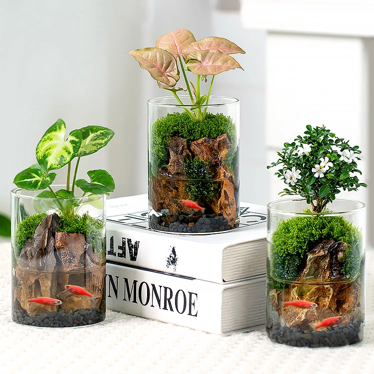 Oem Terrarium Hydroponic Plant Cylinder Vase Moss Terrarium Home Decor ...
