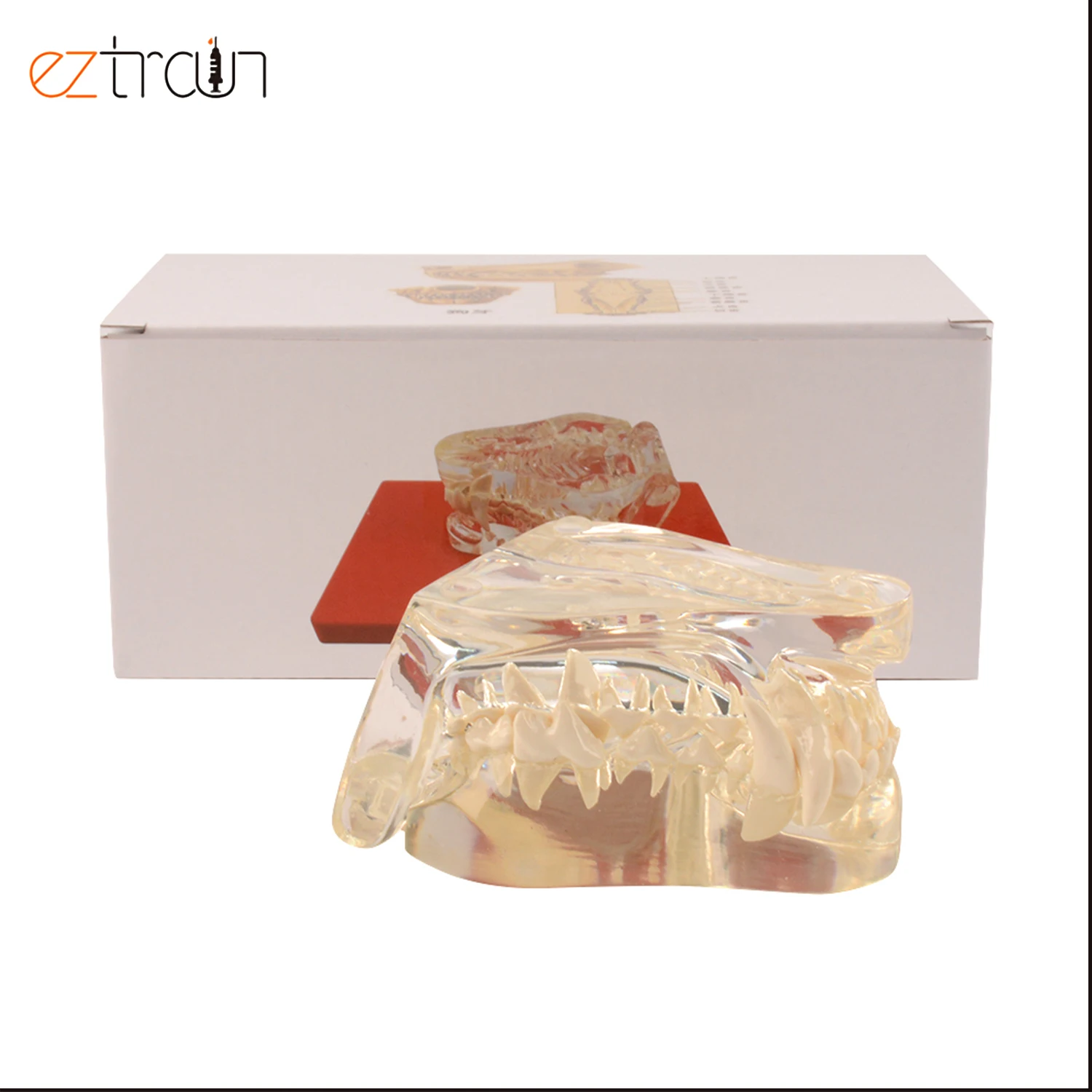 Собачья Стоматологическая модель зубного ряда для собак зубов прозрачная челюсть ветеринарная