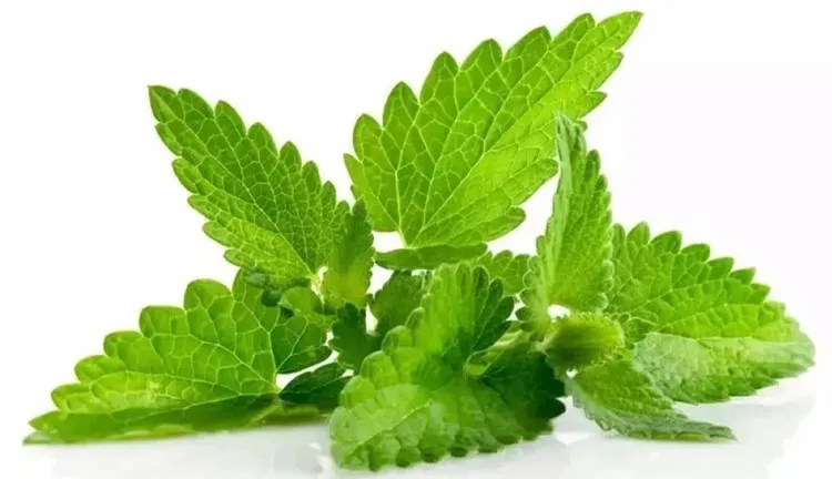 Factory Price Natural Mint Flavor Powder/Peppermint Extract/white Mint Powder