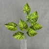Vert profond