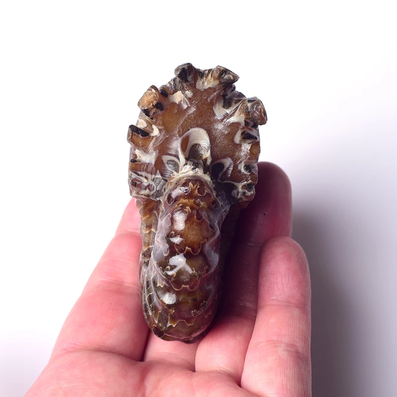 High Quality Natural Marisa Cornuarietis Ammonite Madagascar Specimen Decoration