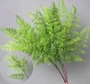 Felce di asparagi verde
