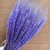 Pourpre