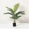 Verde 5 Palma di Areca