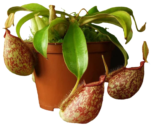 youngplants horiculture tissue culture tray plug nepenthes