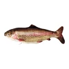 Mykiss Oncorhynchus
