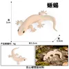 Gecko 2360 colorido