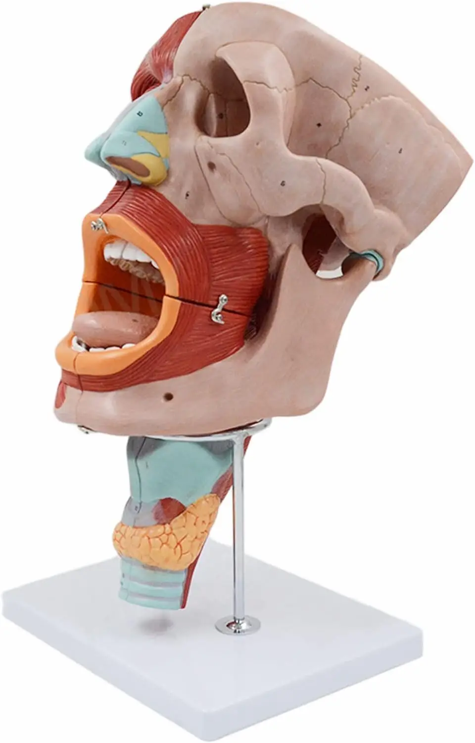 Medical Science Life-size Anatomical Models of Pharyngeal Muscles, Larynx, Mouth, Nose, Tongue, Facial Muscles, Medical Organs
