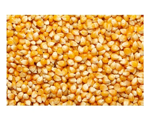 Premium Quality Yellow Maize Corn Naturally Dried High Nutrition Animal Feed Grade And Human Consumption Bulk Supply For Export