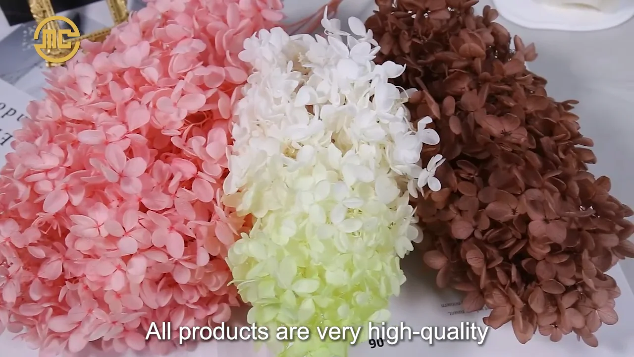 Dried Hydrangea Blooms site Top Seller Dried Natural Large Plum