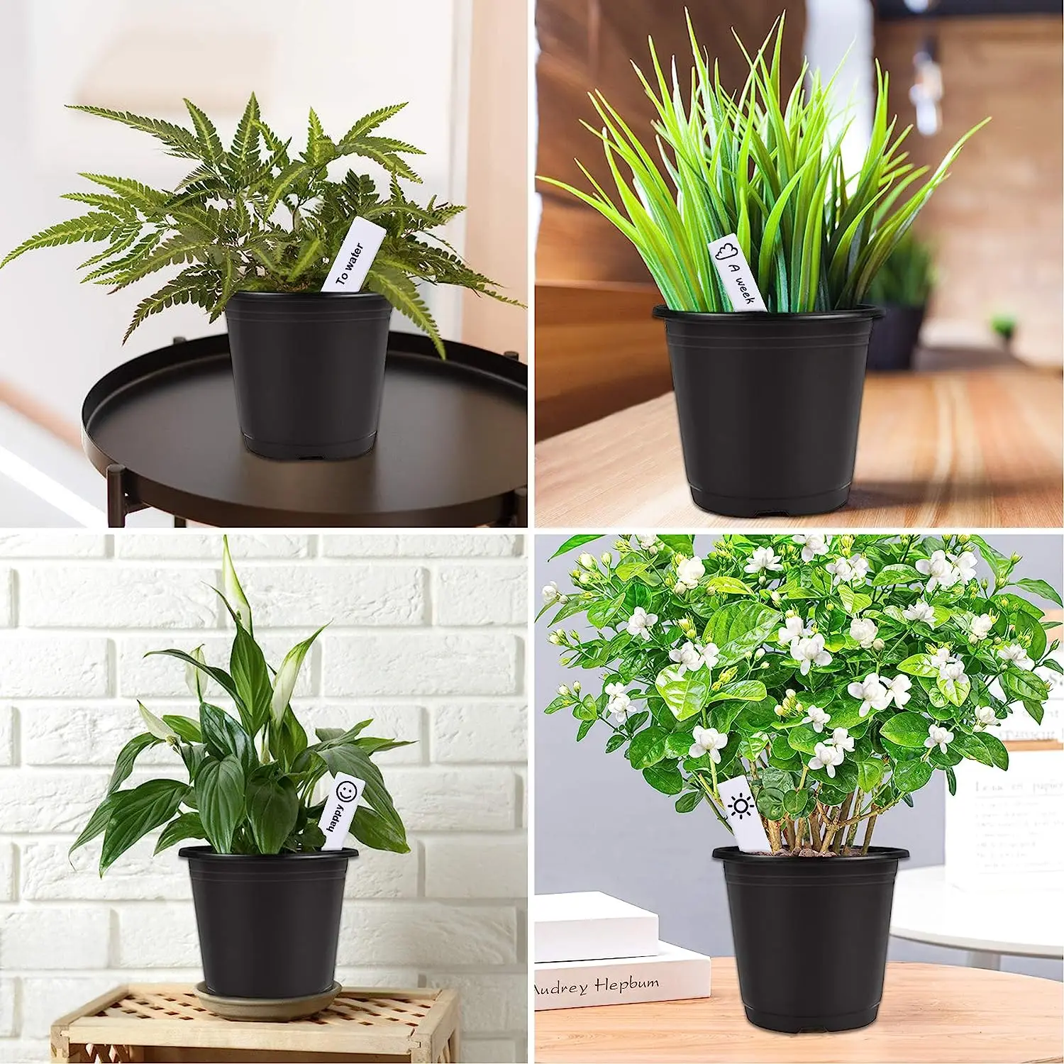 stargazer asiatic lily Oriental Lily Bulbs - Stargazer | Flower Bulbs