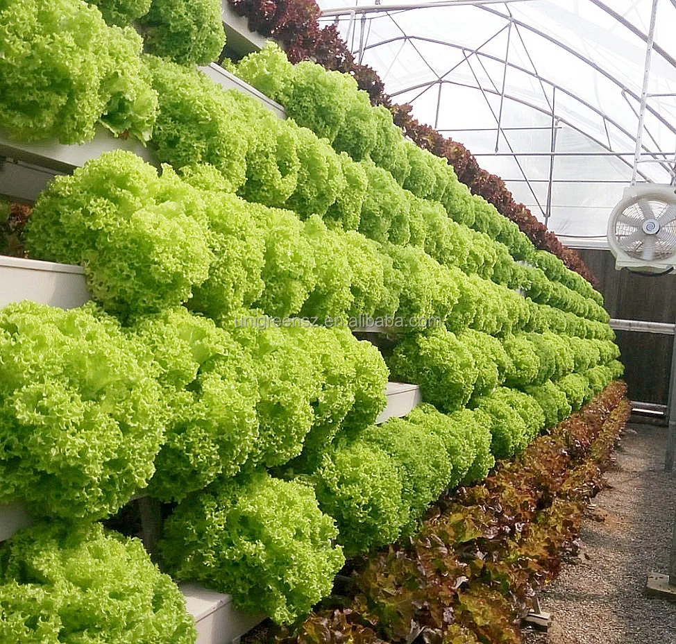 Vertical Hydroponic Growing Racks - NFT Systems for Lettuce