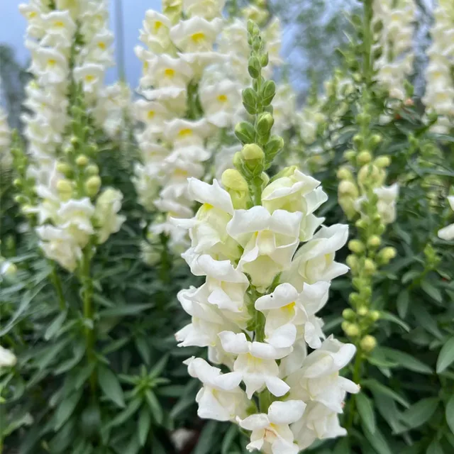 Snapdragon  Fast Delivery Long Stem Real  Flower Wholesale Fresh Chinese Supplier