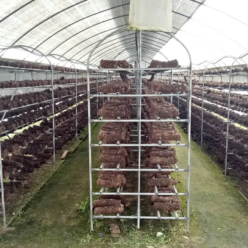 High Quality Hot Sale Mushroom Greenhouse Agriculture Used For Sale