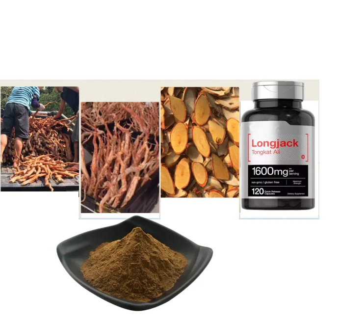 Tongkat Ali Root Extract 1001 2001 Longifolia 2
