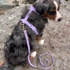 Purple harness