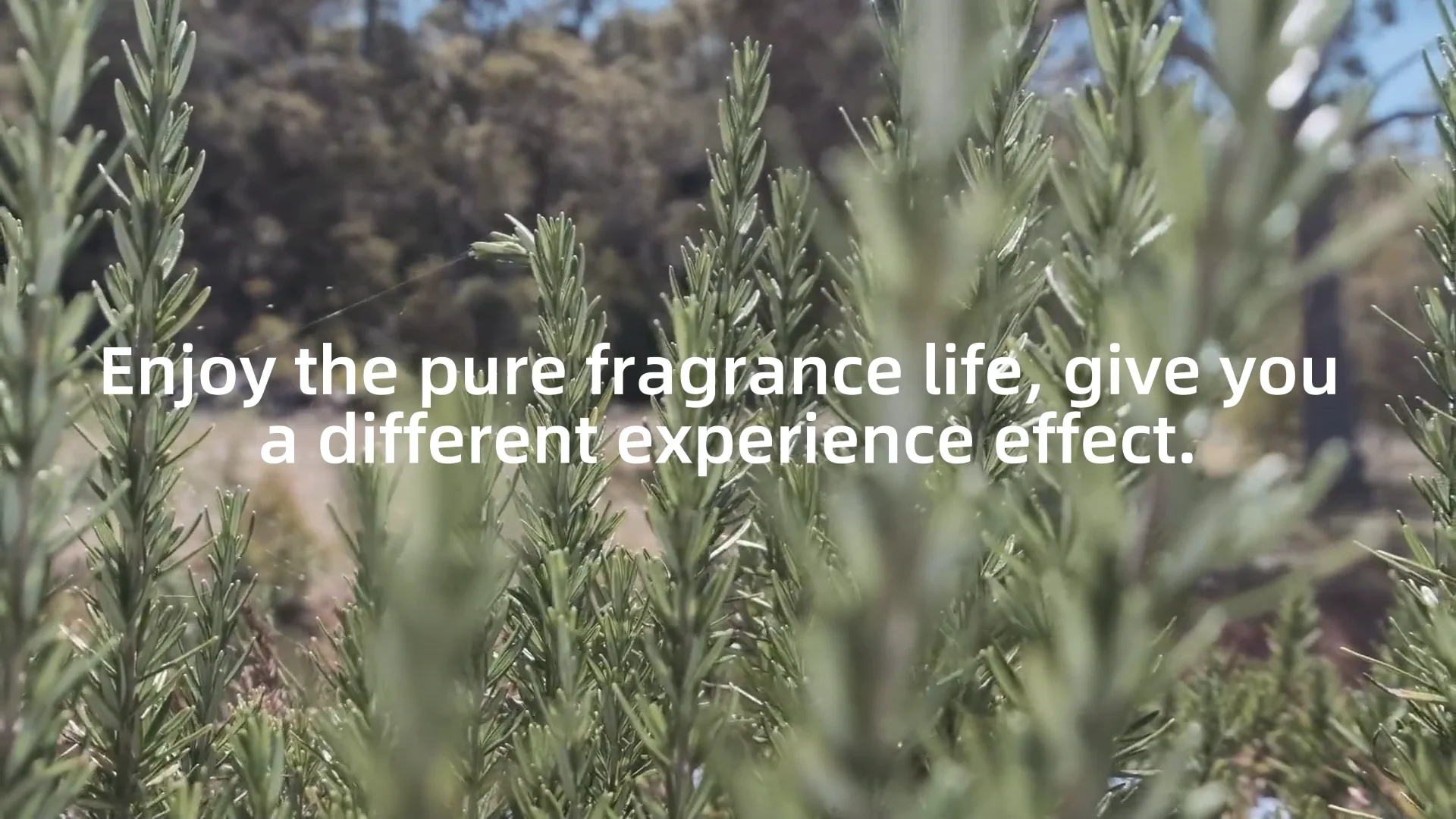 Wholesale Factory Arc0162 High Quality Designer Vanilla Fragrance