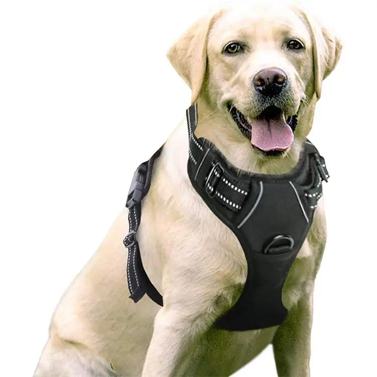 Dog full body store belt