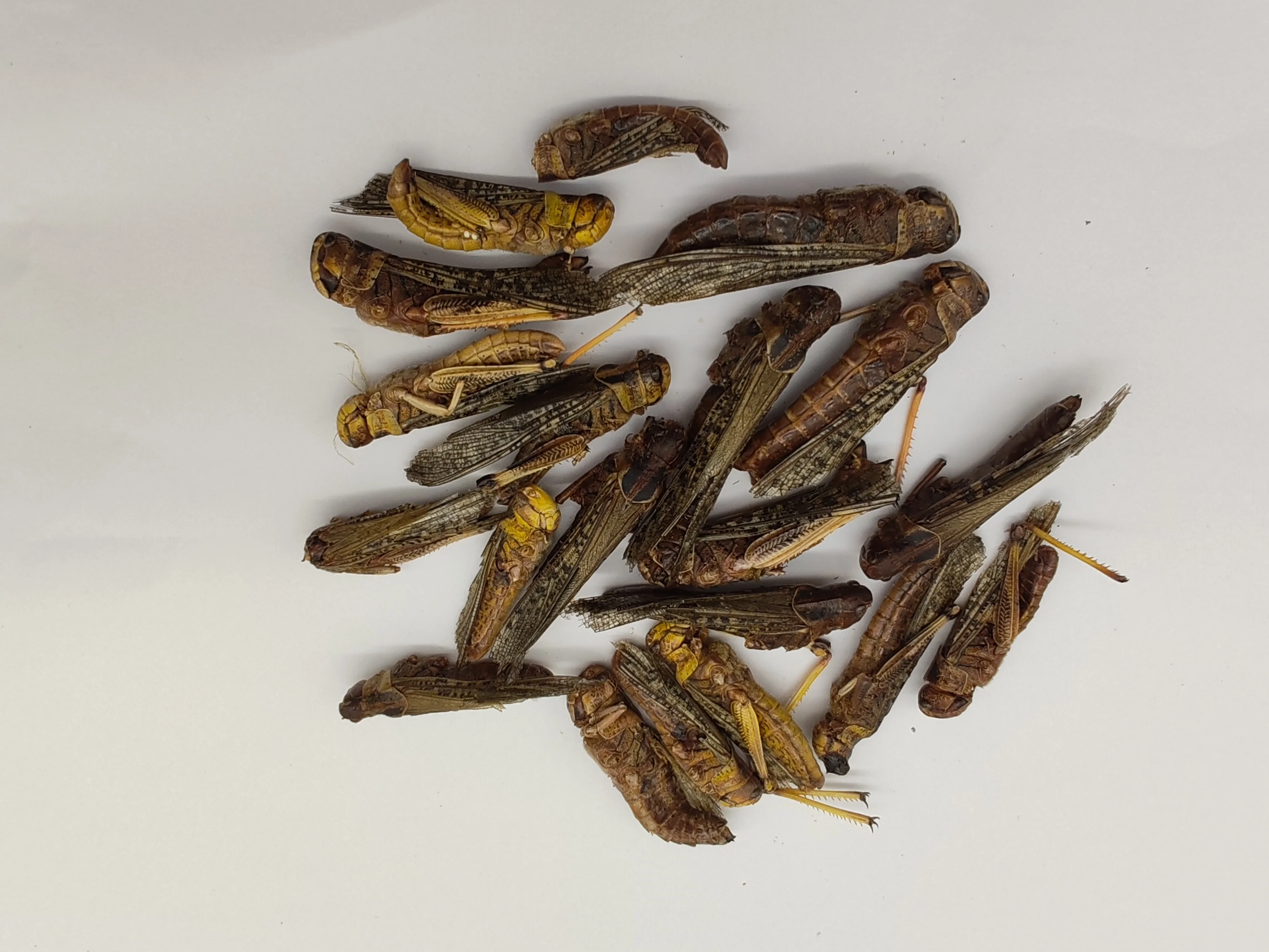 High Quality Pet Products of Freeze Dried  Grasshopper Fish Feed