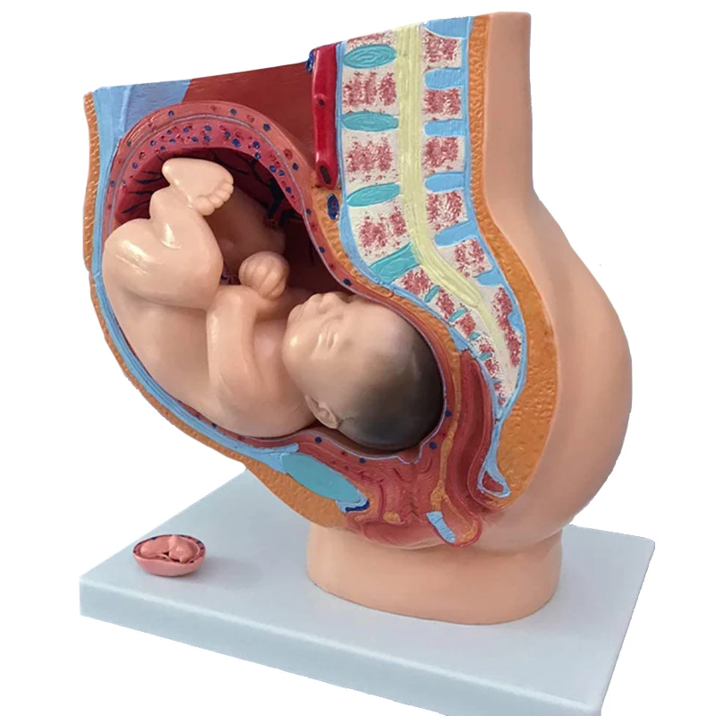 Female Pelvis Anatomy Model Reproductive System Uterus Model for Obstetrics and Gynecology Teaching