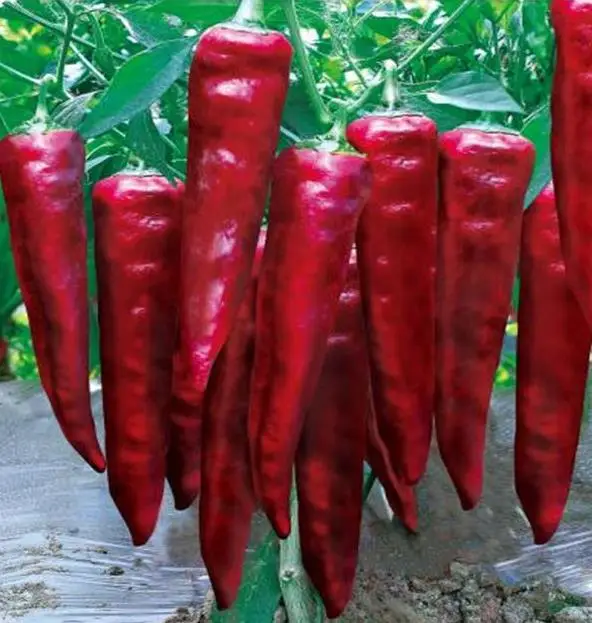 China supplier  long chilli red  f1 pepper seeds